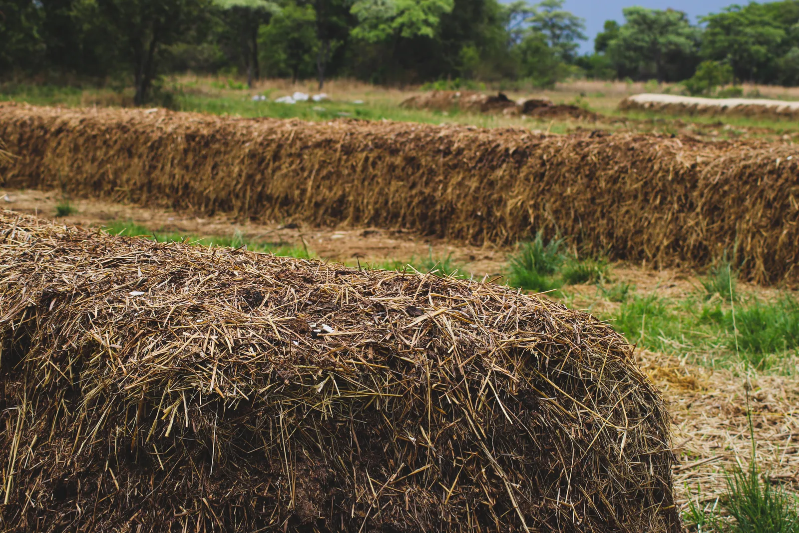 Compost maturing in windrows during production of Soil Enhancer