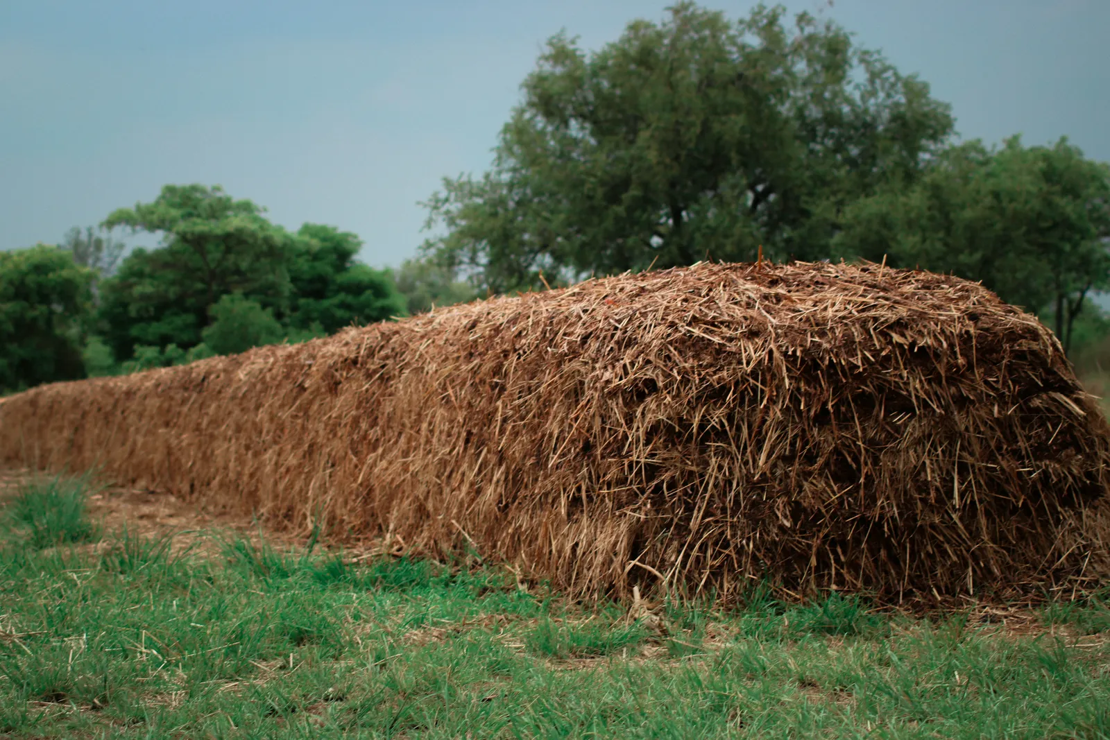 Straw laid out in windrows ahead of composting for Soil Enhancer