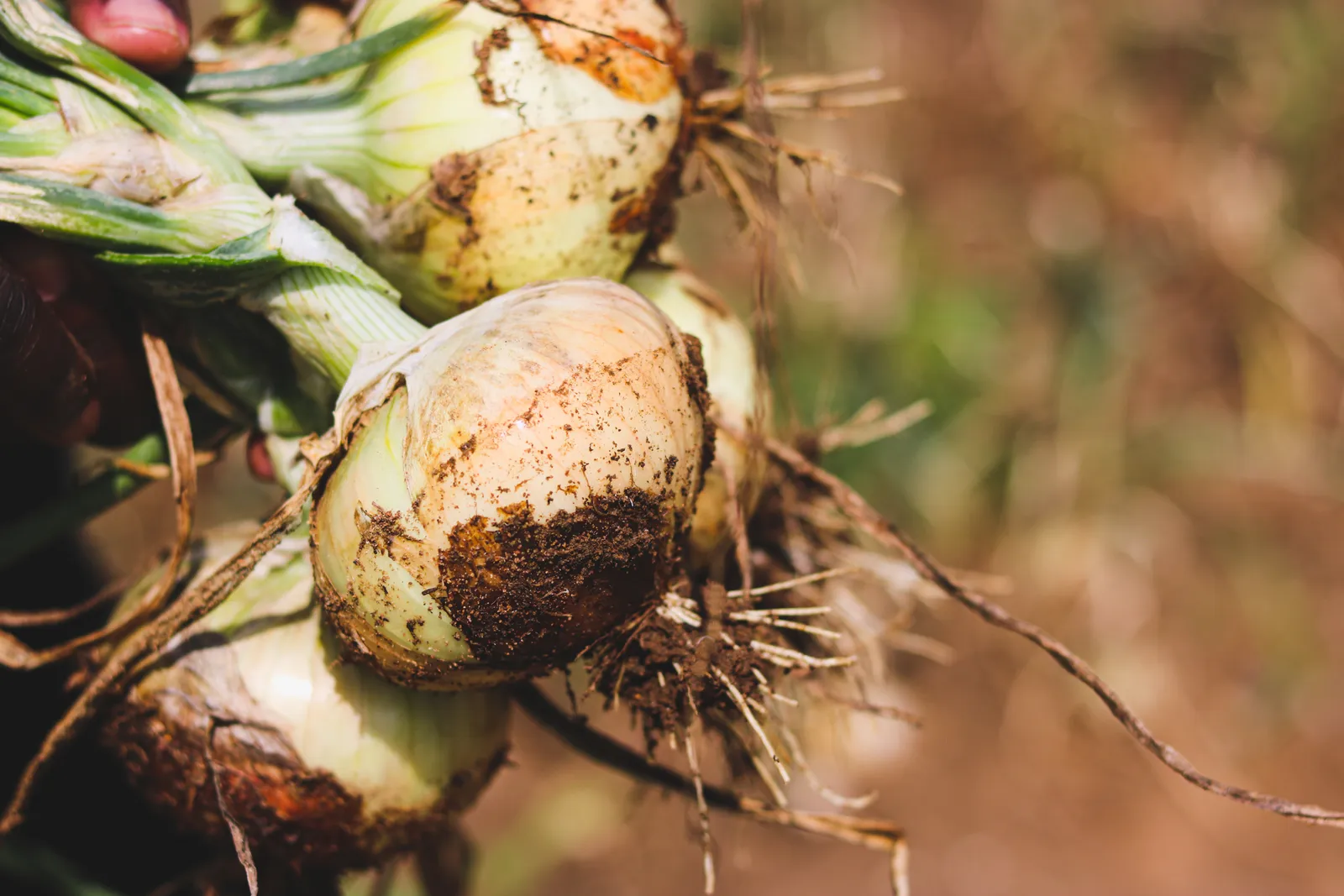 Onions grown in regenerated soil near Norton, Zimbabwe, dark soil visible on the roots